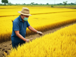 Akibat Program Cetak Sawah Baru terhadap Penciptaan Beras