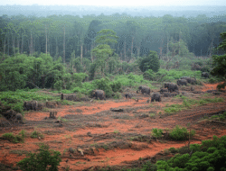 Isu pengelolaan kawasan konservasi dan perlindungan satwa