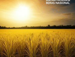 Kekeringan Panjang Ancam Produksi Beras Nasional